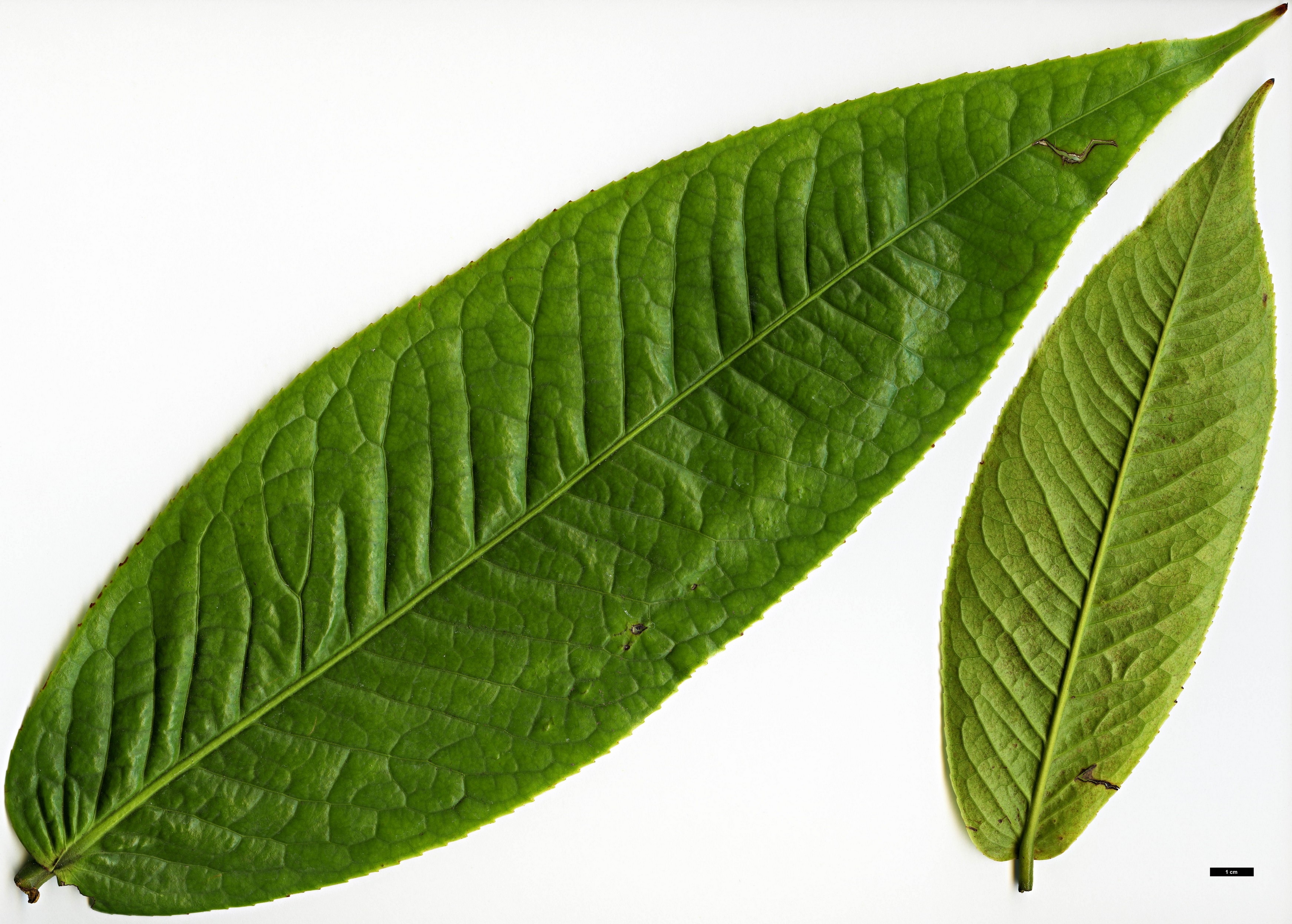 High resolution image: Family: Theaceae - Genus: Camellia - Taxon: species (Vietnam)